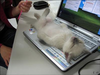 cat laying on top of a laptop computer