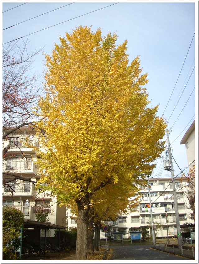 20111127_131536