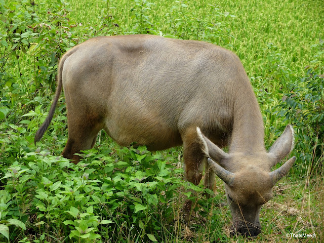 vietnam voyage 15jours mai chau nord montagne riziere bebe buffle bufflon d'eau