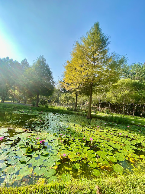 太平苗圃落羽松