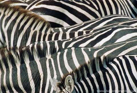 Black And White Patterns For Babies. lack with white stripesquot;.