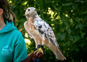 A leucistic male red-tailed hawk perches on a rehabber's arm.
