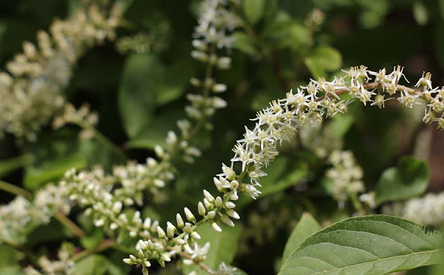 Itea Virginica Flowers