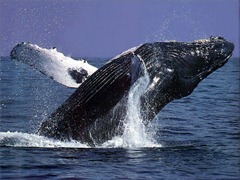 Humpback_whale