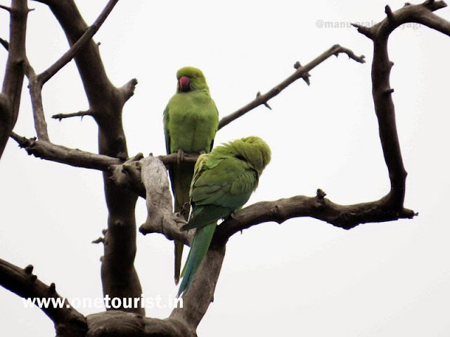 bharatpur bird sanctuary ,ghana , rajasthan , केवलादेव नेशनल पार्क , घाना , राजस्थान 