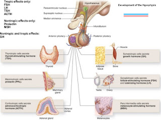 testicular hypofunction,testicular hypofunction vs hypogonadism,testicular hypofunction wiki,testicular hypofunction in females,testicular hypofunction diagnosis,testicular hypofunction icd 10,testicular hypofunction chromosome,testicular hypofunction cytogenetics,testicular hypofunction genetics