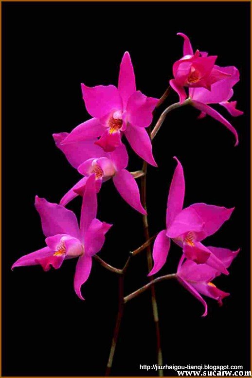 兰花 花:lanhua-09020512093992