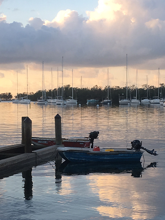 coconut grove grapevine