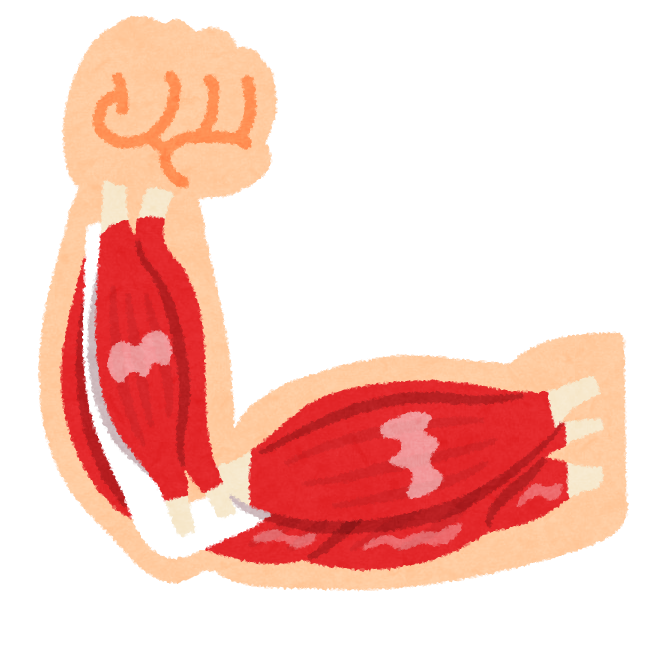 腕の筋肉のイラスト かわいいフリー素材集 いらすとや