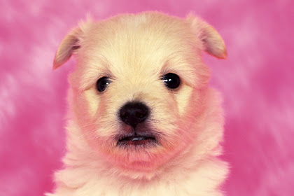 puppy cute dog wallpaper Cute dogs wallpaper puppies wallpapers puppy