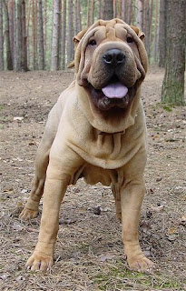 Shar Pei Puppy Picture