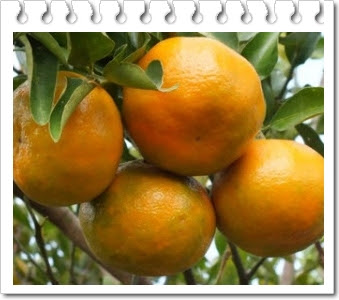 manfaat buah jeruk untuk kecantikan