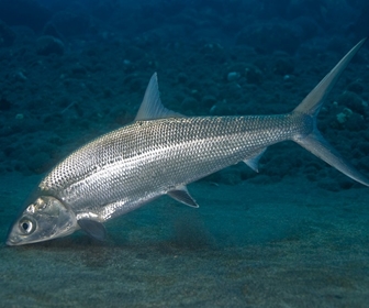 Ikan bandeng - milk fish