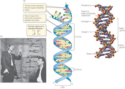 Biografi James Watson - Sang Penemu DNA 