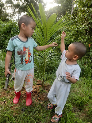 Ajar anak berkebun tanam pokok kelapa mudah dan cepat