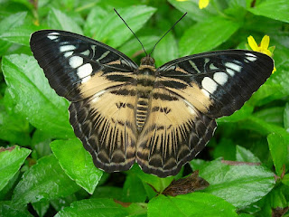 Butterfly park, Sentosa Island, Singapore