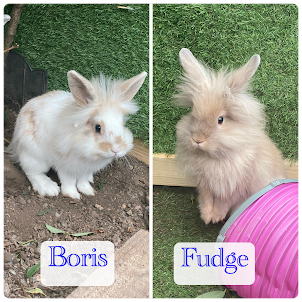 Boris & Fudge