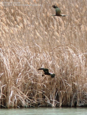 http://www.biodiversidadvirtual.org/aves/Circus-aeruginosus-img91944.html