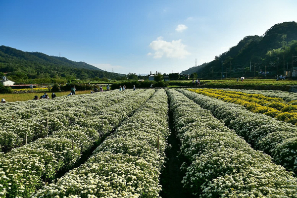 苗栗銅鑼杭菊11月雪，邱家古厝拍杭菊火車，菊祥如芋杭菊芋頭節