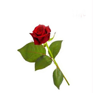 6. Valentine Single Rose Pictures , Photos And Hd Wallpapers