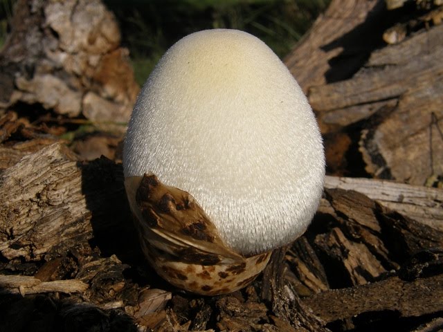 Volvariella bombycina