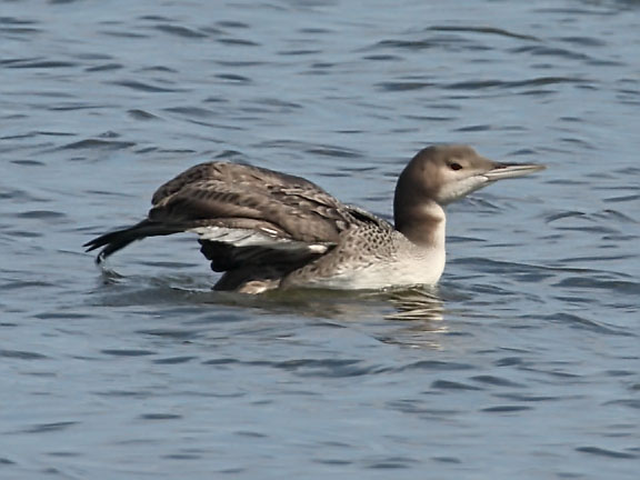 common loon drawing. Immature Common Loon