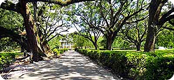 trees-young-150