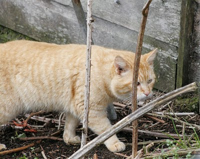 Hammie Hamster Cat, the bobtail orange feral prowls the brush