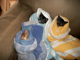 Abandoned, stray kittens rescued