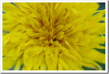 Henriette 029