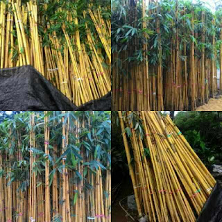 bambu kuning