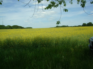 rapeseed field