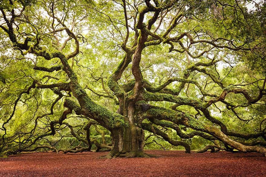#7. The Angel Oak tree in Charlston, South Carolina - 16 Of The Most Magnificent Trees In The World.