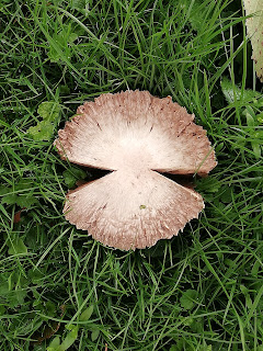 paddestoelen in de tuin