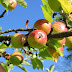 Nova Scotia apple growing goes high-tech with bar code data collection