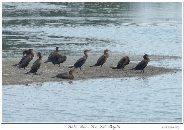 Parker River: Low Tide Delights