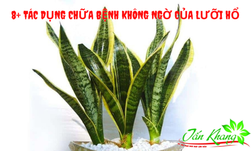 8+ Tác Dụng Chữa Bệnh Không Ngờ Của Cây Lưỡi Hổ