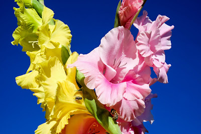 Los tulipanes y flores bonitas