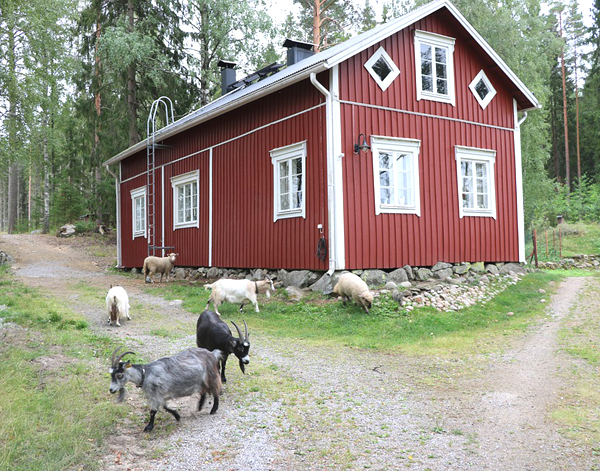 goat house, goat housing, goat housing design, goat housing requirements, types of goat housing, goat housing system