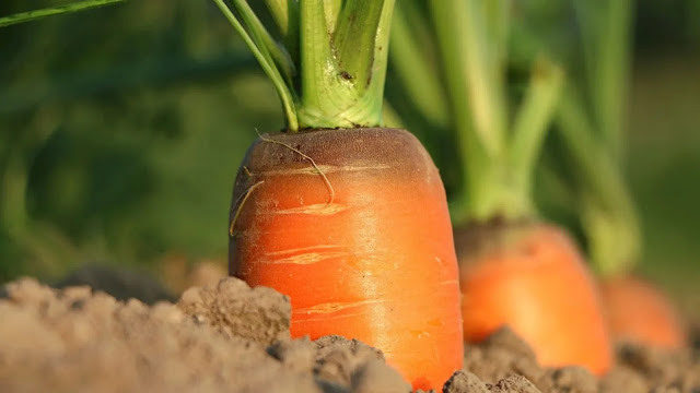 Fresh Growing Carrots