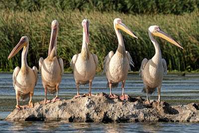 Pelican facts and information