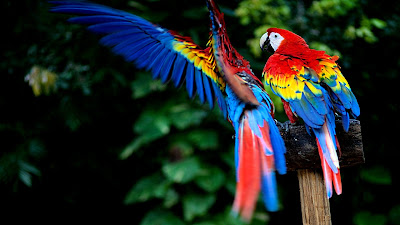 PARROT HD WALLPAPER FREE DOWNLOAD 41