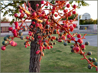 Mountain Ash Tree berries autumn in Las Cruces