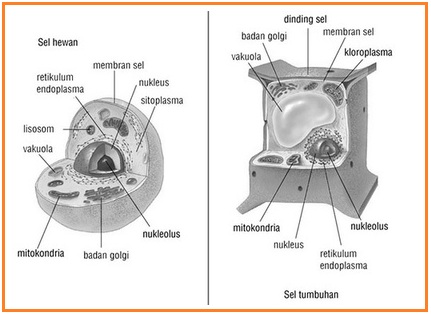 Gambar Sel  Hewan  Dan  Tumbuhan  Hitam Putih