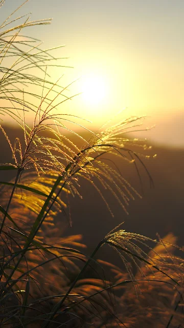 Papel de Parede Pôr do Sol e Grama