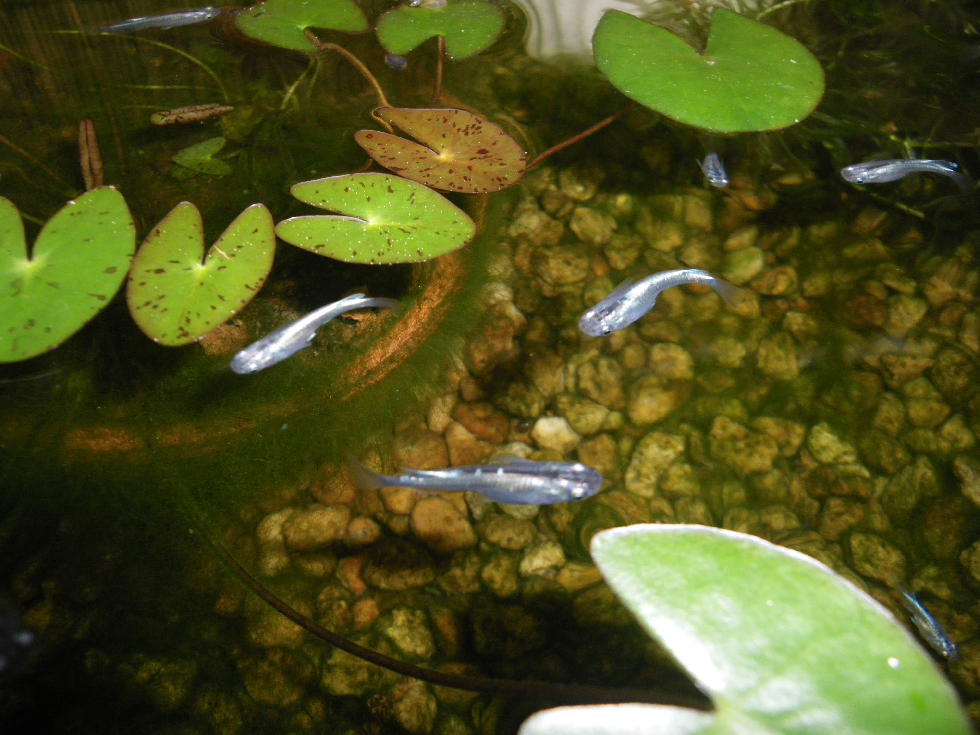 メダカの尾ぐされ病 症状や原因と治療法を確認しましょう メダカの大工