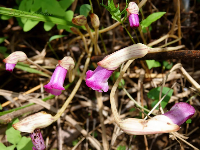 Aeginetia indica