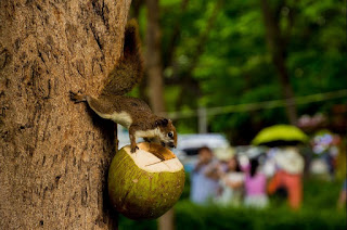 This is the amazing benefit of mixing Coconut Water with Honey