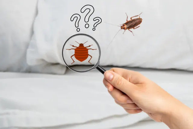 can-i-get-rid-of-bed-bugs-using-cockroaches
