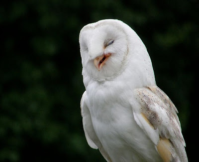 Laughing Owls Seen On www.coolpicturegallery.us